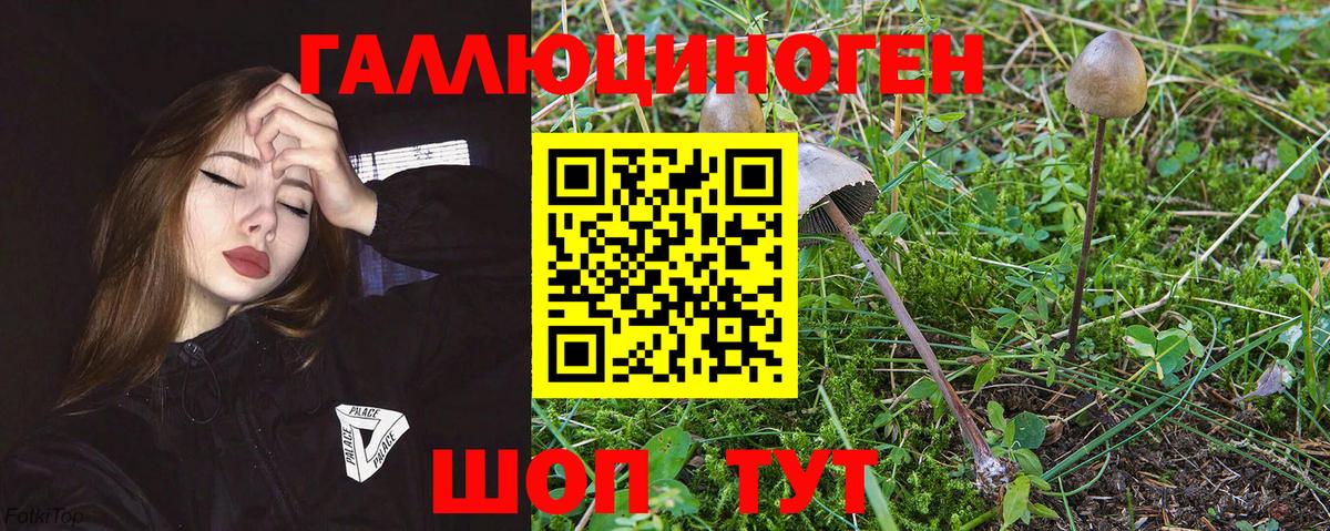 Псилоцибиновые грибы Psilocybe Семёнов